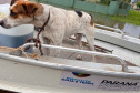 Apoio logístico e resgate de animais: IAT ajuda vítimas da enchente em União da Vitória