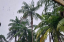 Por precaução em razão da chuva, três parques da região de Curitiba ficarão fechados neste fim de semana.