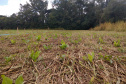 plantio