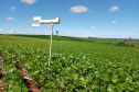 Adoção de boas práticas agrícolas comemora 10 anos de resultados no Paraná, com redução de mais de 50% no uso de inseticidas