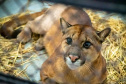 IAT GRANDES FELINOS