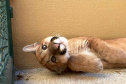 IAT GRANDES FELINOS
