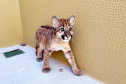 IAT GRANDES FELINOS