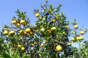 AGRICULTURA