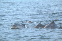IAT FAUNA MARINHA PARANAENSE