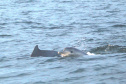IAT FAUNA MARINHA PARANAENSE