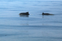 IAT FAUNA MARINHA PARANAENSE