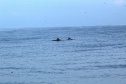 IAT FAUNA MARINHA PARANAENSE