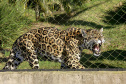 IAT GRANDES FELINOS