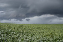 SEAB BOLETIM AGRO CHUVA