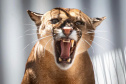 IAT GRANDES FELINOS