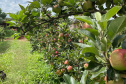 As primeiras maçãs saídas dos pomares de São Jerônimo da Serra, no Norte do Paraná, começam a colorir a estação e dão início à safra dessa fruta no Paraná. São da cultivar Eva, desenvolvida pelo Instituto de Desenvolvimento Rural do Paraná – Iapar-Emater (IDR-Paraná).