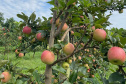 As primeiras maçãs saídas dos pomares de São Jerônimo da Serra, no Norte do Paraná, começam a colorir a estação e dão início à safra dessa fruta no Paraná. São da cultivar Eva, desenvolvida pelo Instituto de Desenvolvimento Rural do Paraná – Iapar-Emater (IDR-Paraná).