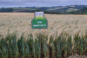 IDR-Paraná prepara lançamento de triticale