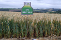 IDR-Paraná prepara lançamento de triticale