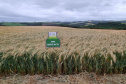IDR-Paraná prepara lançamento de triticale