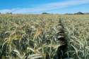 IDR-Paraná prepara lançamento de triticale