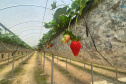 IDR TURISMO MIRINGUAVA