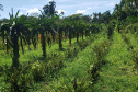 IDR PRODUÇÃO AGRÍCOLA