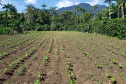 IDR PRODUÇÃO AGRÍCOLA