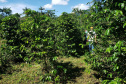 IDR PRODUÇÃO AGRÍCOLA