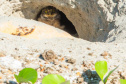 Revitalização da orla permitiu o retorno da fauna a Matinhos, com destaque para a coruja-buraqueira e o caranguejo maria-farinha.