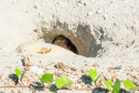 Revitalização da orla permitiu o retorno da fauna a Matinhos, com destaque para a coruja-buraqueira e o caranguejo maria-farinha.