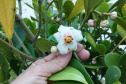 Revitalização da orla permitiu o retorno da fauna a Matinhos, com destaque para a coruja-buraqueira e o caranguejo maria-farinha.