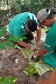  Após uma bateria de exames, a onça-parda foi devolvida ao seu habitat natural.