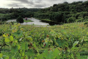 Revitalização da vitivinicultura paranaense é ressaltada em evento internacional