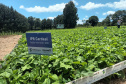 IDR-Paraná lança nesta terça-feira nova cultivar de feijão em Pato Branco