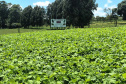 IDR-Paraná lança nesta terça-feira nova cultivar de feijão em Pato Branco