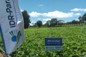 IDR-Paraná lança nesta terça-feira nova cultivar de feijão em Pato Branco