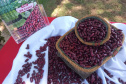 IDR-Paraná lança nesta terça-feira nova cultivar de feijão em Pato Branco
