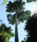  Árvores centenárias são o charme do Parque São Camilo.