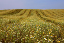 AGRO