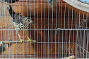 IAT ANIMAIS RESGATADOS