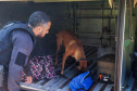 Cães policiais garantem precisão em operações da Polícia Penal do Paraná