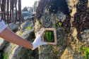 Estruturas marítimas construídas em Matinhos começam a ser colonizadas pela fauna incrustante