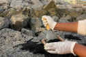 Estruturas marítimas construídas em Matinhos começam a ser colonizadas pela fauna incrustante