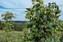 LUPULO
