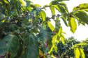CAFÉ EXPOLONDRINA
