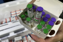 VACINA DENGUE APUCARANA