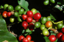 CAFÉ EXPOLONDRINA