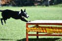 CERTIFICAÇÃO DE CÃES BOMBEIROS