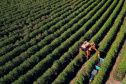 BOLETIM AGRO