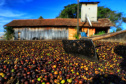BOLETIM AGRO