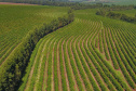 BOLETIM AGRO