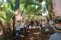 IDR PRODUÇÃO DE BANANA