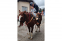 Terapia com cavalos oferecida pela PMPR colabora na qualidade de vida de pessoas com deficiência 